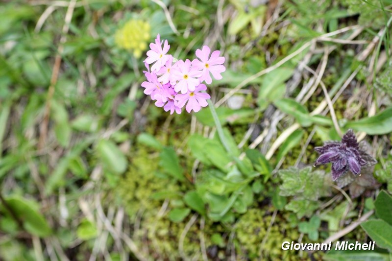 Primula farinosa